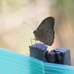 Heteronympha merope