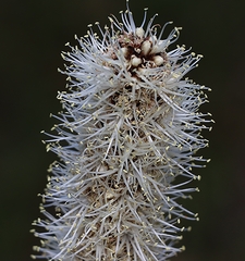 Xanthorrhoea minor