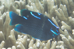 Neoglyphidodon oxyodon