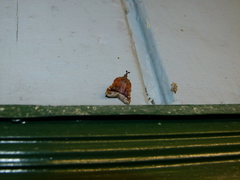Clydonopteron sacculana