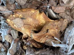 Omphalotus olivascens