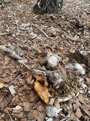 Omphalotus olivascens