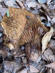 Omphalotus olivascens