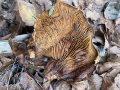 Omphalotus olivascens
