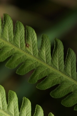 Pelazoneuron kunthii