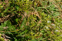Senecio glomeratus