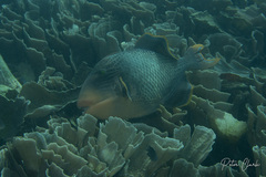 Pseudobalistes flavimarginatus