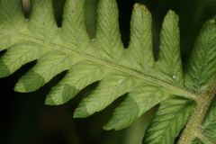 Pelazoneuron kunthii