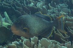 Pseudobalistes flavimarginatus