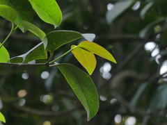 Gnetum edule