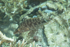 Oxycheilinus digramma