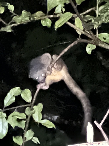 Northern Olingo