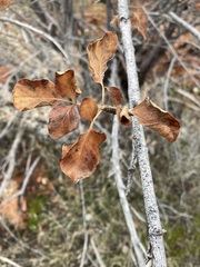 Fraxinus anomala