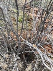Fraxinus anomala