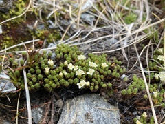 Kelleria childii