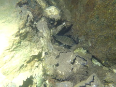 Acanthopagrus australis