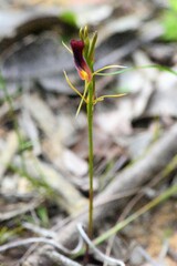 Cryptostylis hunteriana