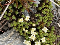 Kelleria childii