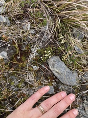 Kelleria childii