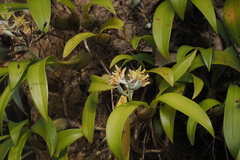 Dendrolirium lasiopetalum