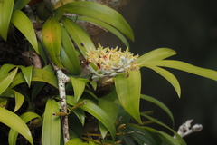 Dendrolirium lasiopetalum