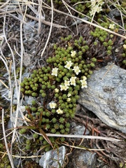 Kelleria childii