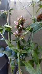 Cedronella canariensis