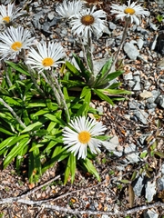 Celmisia spectabilis