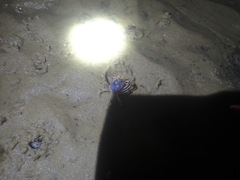 Mictyris longicarpus