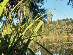 Carex fascicularis