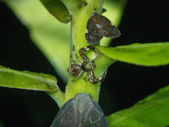 Strigoplus guizhouensis