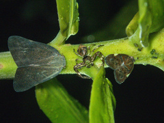 Strigoplus guizhouensis