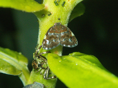 Strigoplus guizhouensis