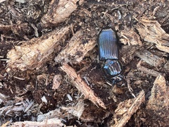 Odontotaenius