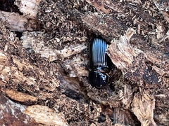 Odontotaenius