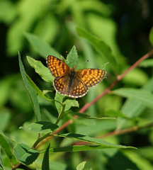Melitaea arcesia
