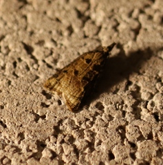 Platynota flavedana