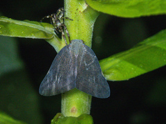 Pochazia