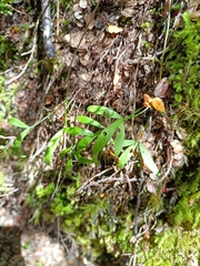 Anisotome filifolia