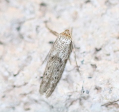 Hypatopa punctiferella