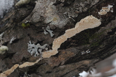 Steccherinum nitidum