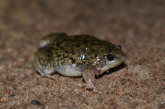 Hemisus marmoratus