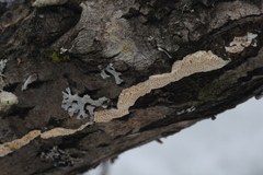 Steccherinum nitidum