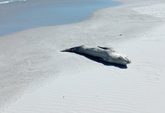 Hydrurga leptonyx