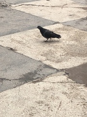 Columba livia domestica