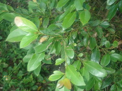 Cryptocarya triplinervis