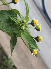 Galinsoga