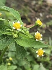 Galinsoga