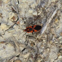 Spilostethus pacificus
