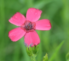 Linum grandiflorum